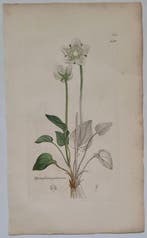 James Sowerby - 20 deels handgekleurde lithos o.a.