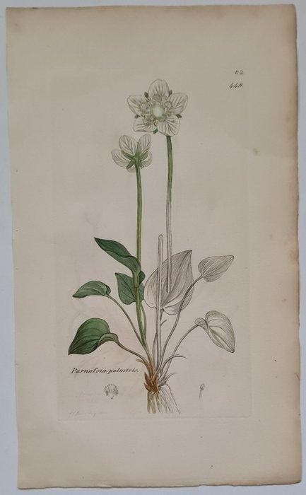 James Sowerby - 20 deels handgekleurde lithos o.a., Antiquités & Art, Antiquités | Livres & Manuscrits