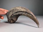 Baryonyx Claw (REPLICA) Tand - Baryonyx walkeri - 8.5 cm -