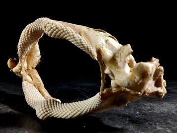 Prachtige kaken van een gigantische gitaarvis Taxidermie, Nieuw