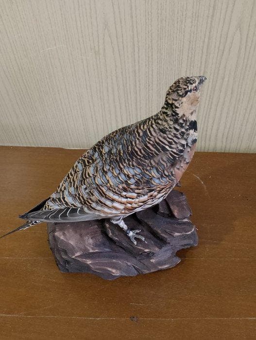 ganga cata Support de corps entier pour taxidermie -, Collections, Collections Animaux