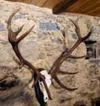 Hert Taxidermie wandmontage - Iberian red stag - 1.1 cm - 85