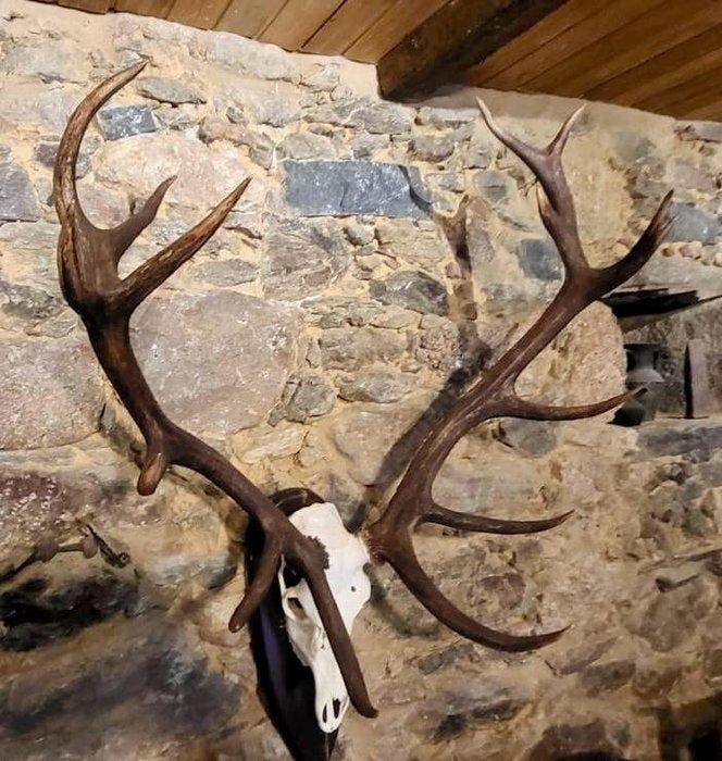 Hert Taxidermie wandmontage - Iberian red stag - 1.1 cm - 85, Collections, Collections Animaux