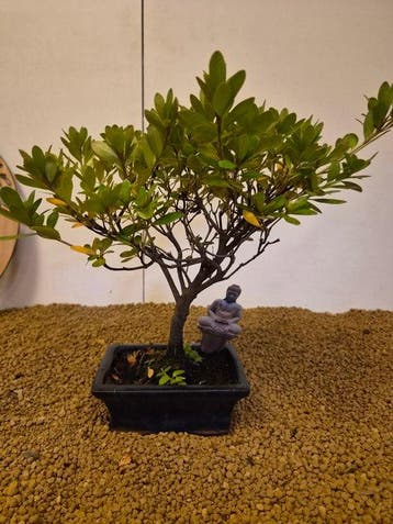 Azalea bonsai (Rhododendron) - Hoogte (boom): 29 cm - Diepte