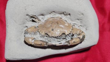 Krab - Fossiele matrix - Charybdis sp - 7 cm