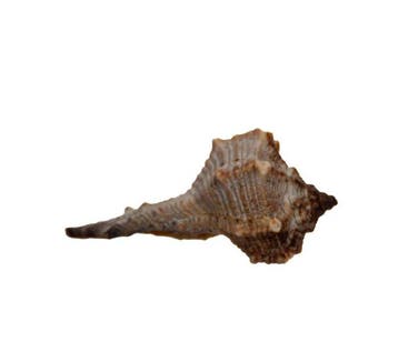 Herkuleskeule (45mm) | Bolinus brandaris | Zeldzame