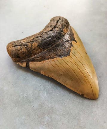 Megalodon - Fossiele tand - 12.3 cm - 8.7 cm