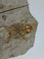 kikker - Gefossiliseerd dier - Genibatrachus - 35 cm - 16 cm