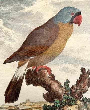 Jacques Eustache de Seve (1742 - 1788) - Le Mascarin -