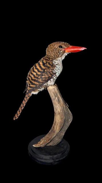 IJsvogel Taxidermie volledige montage - Lacedo pulchella -, Nieuw