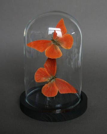 Vlinder Taxidermie volledige montage - Appias nero - 20 cm -