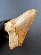 Megalodon - Fossiele tand - 146 mm - 107 mm, Verzamelen