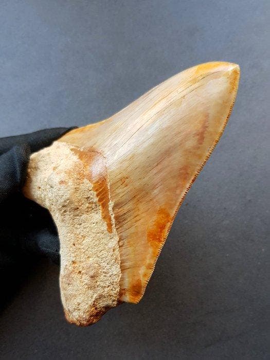 Megalodon - Fossiele tand - 146 mm - 107 mm, Verzamelen, Mineralen en Fossielen