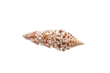 Reine des cônes de Conus  GEM  RARE Support de corps