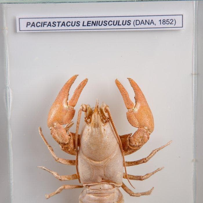 Curiositeiten van Marina uit Wunderkammer - Taxidermie, Collections, Collections Animaux