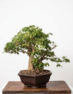 Bonsai van Ligustrum Ovalifollum - Hoogte (boom): 33 cm -