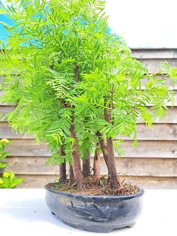 forêt de Métaséquoïa dans un pot de bonsaï - Hauteur (arbre)