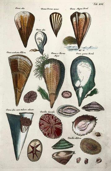 Matthäus Merian (b1593) Hand coloured folio - Sea Shells:, Antiek en Kunst