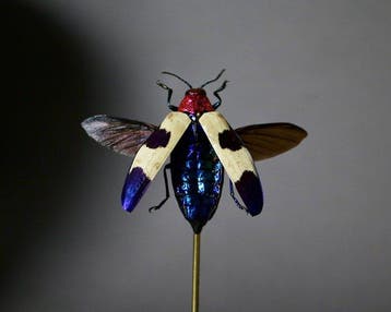 Scarabée Support de corps entier pour taxidermie -, Verzamelen, Nieuw