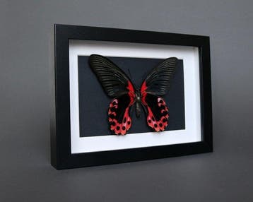 Vlinder Taxidermie volledige montage - Papilio rumanzovia -, Verzamelen, Nieuw