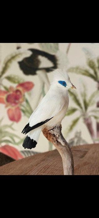 Recently Mounted Bali Starling - Rare to se Taxidermie, Verzamelen, Nieuw