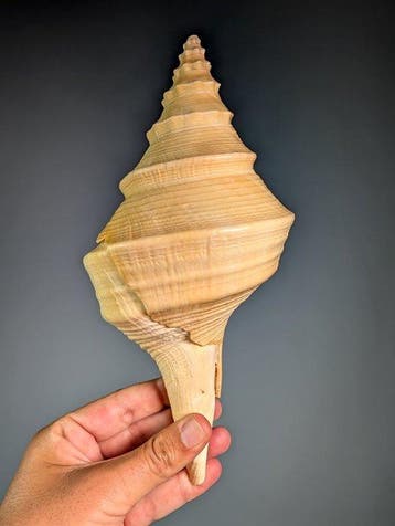 Belle fausse trompette Coquillage marin - Syrinx aruanus, Collections