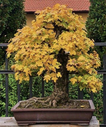 Bonsai veldesdoorn - Hoogte (boom): 100 cm - Diepte (boom):