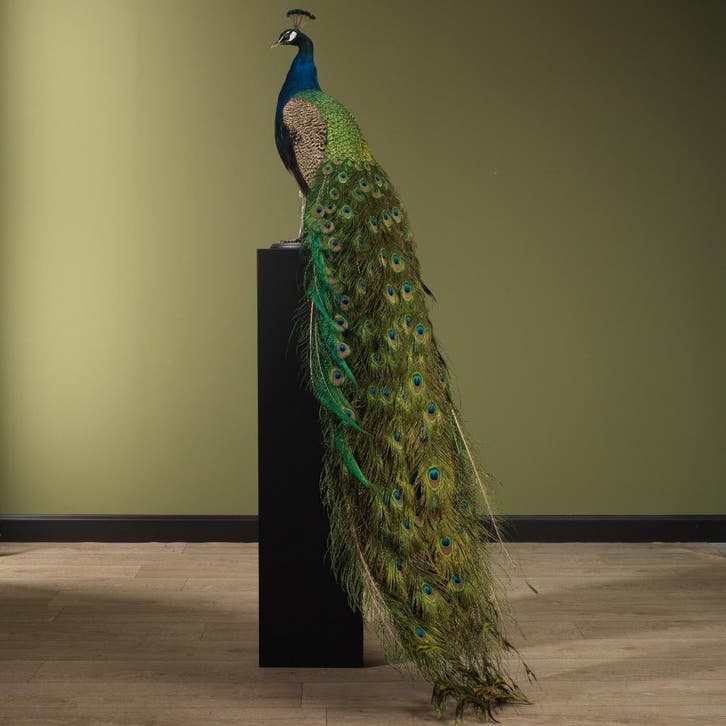 Blauwe Pauw Taxidermie Opgezette Dieren By Max, Collections, Collections Animaux, Enlèvement ou Envoi