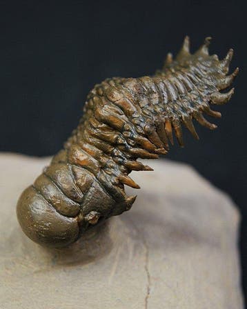 Trilobiet - Gefossiliseerd dier - Crotalocephalus gibbus y