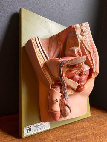 Anatomisch model - Somsoplast - 1960-1970