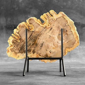 Prachtige plak versteend hout op een op maat gemaakte