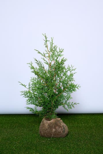 Conifeer - Thuja Occidentalis Brabant - Haagplanten, Tuin en Terras, Planten | Struiken en Hagen, Ophalen of Verzenden
