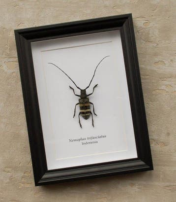 Kever Taxidermie volledige montage - Nemophas trifasciatus -