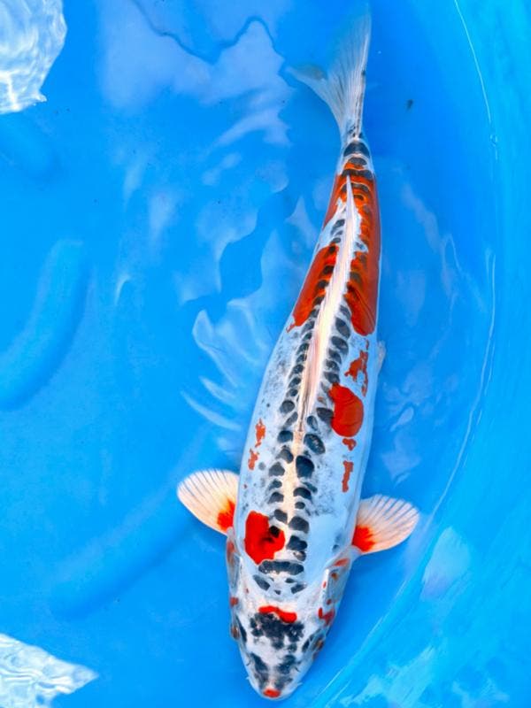 HQ Doitsu Kujaku van Ozumi Ikarashi 40cm (Japanse Koi), Tuin en Terras, Vijvers, Nieuw, Ophalen of Verzenden