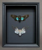 Cigale Taxidermie volledige montage - Ayuthia spectabilis x
