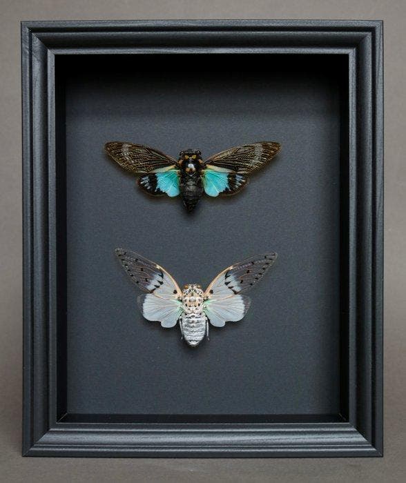 Cigale Taxidermie volledige montage - Ayuthia spectabilis x, Collections, Collections Animaux