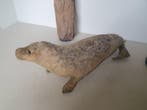 Rob Taxidermie volledige montage - Halichoerus grypus - with
