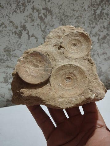 Haai - Gefossiliseerd dier - 16 cm - 13 cm (Zonder