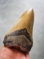Megalodon - Fossiele tand - 120 mm - 78 mm, Verzamelen