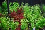 Aquariumplanten mix pakket 24 stuks - 5cm pot, Ophalen of Verzenden, Nieuw, Plant(en), Steen of Hout