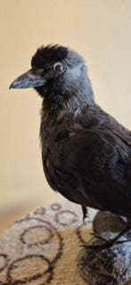 Choucas des Tours - Taxidermie volledige montage - Coloeus, Nieuw