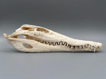 Nijlkrokodil Schedel van een reptiel - Crocodylus niloticus