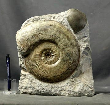 Zeer decoratieve jurassische begraafplaats - Gefossiliseerd