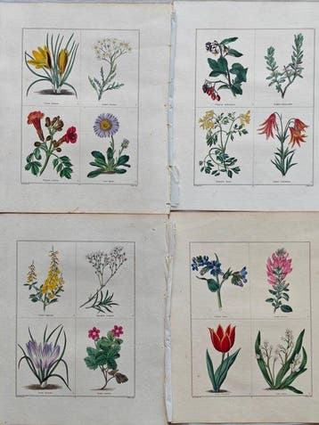 Benjamin Maund (1790–1863) / Edwin Dalton Smith (1800–1883)