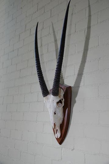 spiesbok Schedel - oryx - 20 cm - 110 cm - 40 cm- non-CITES, Collections, Collections Animaux