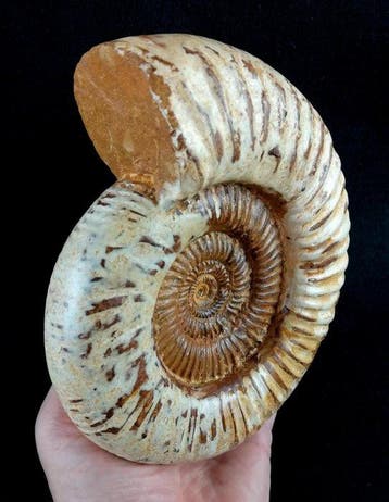 Ammoniet - Gefossiliseerd dier - Kranaosphinctes