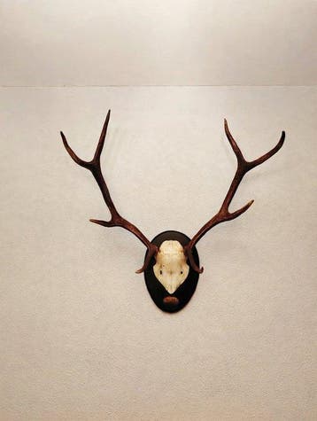 Trophée de chasse