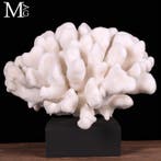 Madrepore White Coral - Taxidermie volledige montage -