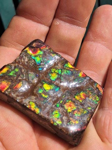 Ammolite - Fragment fossilisé - Placenticeras - 5.2 cm - 3.5