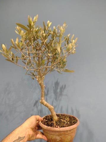 Olijf bonsai (Olea europaea) - Hoogte (boom): 35 cm - Diepte